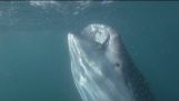 Žralok veľrybí predvádza pôsobivé Mouth