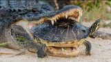 Alligator опитва да яде костенурка