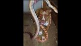 Um pitbull com um colar de cobra