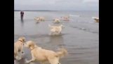 Cachorro pula no oceano