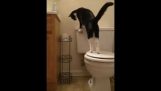 Cat flushes toilet