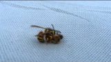 มดตะนอย vs ผึ้ง