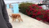 Ο σκύλος βγάζει βόλτα τον εαυτό του