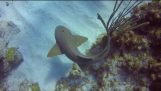 Scuba istruttore tira coltello da cucina dalla testa di squalo in Cayman