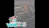 Cangurii pot înota