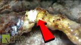 ОМБ! Žohar roditi dok biti pojedene od strane vatreni mravi