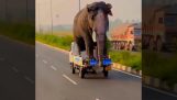 Preprava slona rýchlosťou 80 km/h