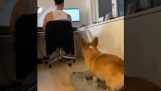 Ένας σκύλος ζητά προσοχή