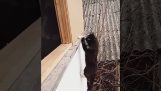 A cat is determined to return home