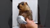 The groundhog's bath