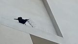 Un corvo è disturbato dagli spuntoni anti-uccelli