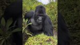 A gorilla lets people know that they are guests in its territory