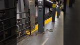 Ratten in der New Yorker U-Bahn