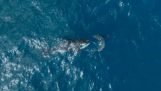 La balena orca attacca uno squalo bianco