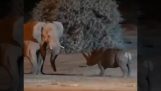 Ρινόκερος επιτίθεται σε ελέφαντα