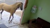 Un cheval donne un coup de pied dans une vitrine