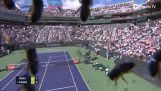 テニスの試合にミツバチが侵入