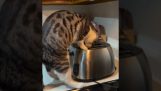 一隻貓正在看烤麵包機