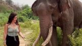 Elefant knuffar undan en kvinna