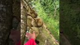 Durian meyvesinin hasadı