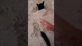 Кот весело зарывается в песок