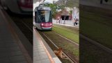 A dog blocks the tram