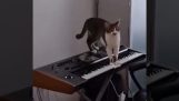 Кот сочиняет музыку для триллера