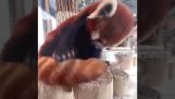 En röd panda använder sin svans som en kudde