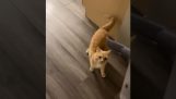 Un gatto che ama passare l'aspirapolvere