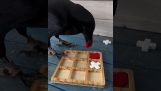 Ένα κοράκι παίζει τρίλιζα