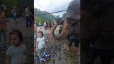 Forfriskende bad fra elefanten