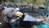 As lontras atacam as ostras para abri-las