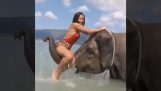 Γυναίκα προσπαθεί να ανέβει πάνω σε έναν ελέφαντα