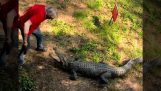 Australier angrebet af en krokodille