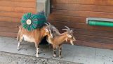 Goats in a rotating brush