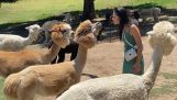 Quando provi a baciare un alpaca