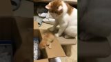 Кішка допомагає кошеняті