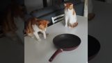 De katten en de pan