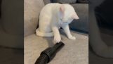 Cat vs. vacuum cleaner