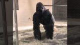 En gorilla gør en spektakulær entré