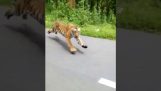 Τίγρης κυνηγά μοτοσικλετιστή