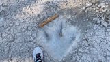 Dinosaur tracks in a dry river (Texas)