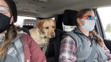 Pies przewodnik dla osób niedosłyszących