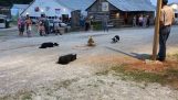 Tre Sheepdog lede ender i en sirkel