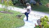 Woman attacked by rabid fox