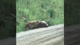 सड़क के किनारे पर एक घायल भालू