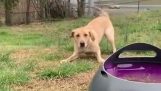Perro feliz juega con un lanzador automático de pelotas
