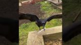 The helper crow