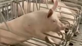 돼지가 탈출했다