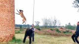 Spectacular jump by a dog